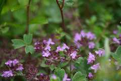 Thymus linearis